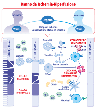 rimodulazione della risposta infiammatoria